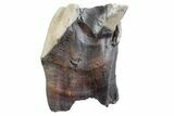 Fossil Woolly Rhino (Coelodonta) Tooth - Siberia #370963-1